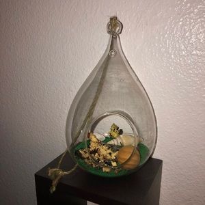 Air plant terrarium